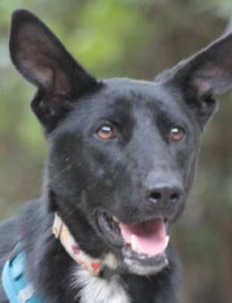 Lindor - freundlich & verschmust - Lohmar