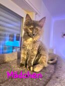 2 zuckersüßes Maine Coon Kätzchen in 65428