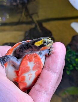 Schildkröten emydura subglobosa Nachzuchten - Berlin