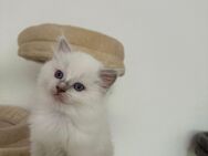 Reine rassige ragdoll mit Stammbaum - Niedernhausen