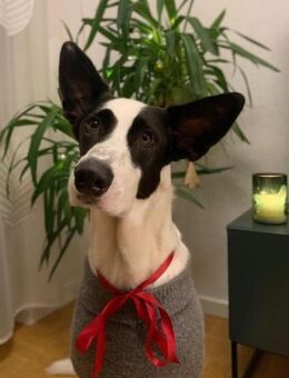 Balerion hätte so gerne ein Zuhause - Laatzen