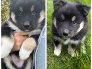 Mischlingswelpen Shiba Inu/Husky und Collie/Mini Australian Shepherd abzugeben - Lohkirchen