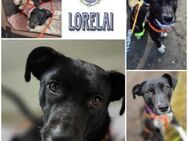 LORELAI * abenteuerlustige Begleiterin - Duisburg