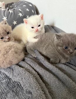Katzenbaby Britisch Kurzhaar/Britisch Langhaar Mix - Höchstadt (Aisch)