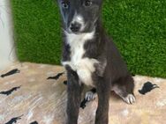 BRUNA - kleines freundliches Hundekind - Velbert