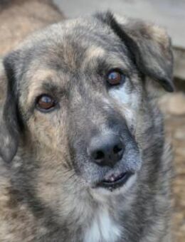 Herzenshund Beghei sucht sein Zuhause - Kallmünz