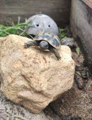 NEU!! 2025 !! Schildkröten Babys griechische Landschildkröten mit Cites Papieren in 92637