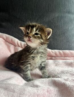 Unsere Truebies sind da, Mainecoonbabies vom Ellergarten - Oebisfelde-Weferlingen
