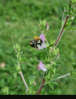 Dorniger Hauhechel (Ononis spinosa) - Horgenzell