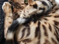 Bengal katze - Marl (Nordrhein-Westfalen)