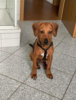 Theo sucht neues für immer Zuhause - Nordwalde