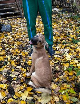 Hündin Welpe Mischling beige - München Trudering-Riem