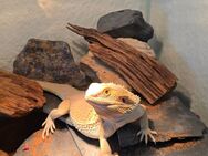 Bartagame sucht ein neues Zuhause - Wittstock (Dosse)