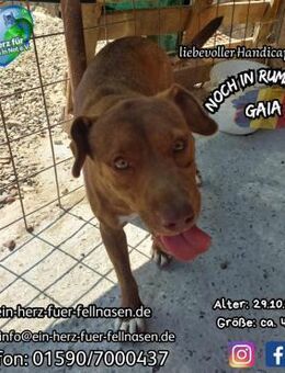 GAIA - Hundeherz sucht großes Glück - Waakirchen