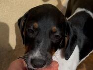 Rufus sucht seine Familie - Oberhausen (Rheinland-Pfalz)