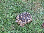 Griechische Landschildkröte (Testudo hermannni) zu verkaufen - Königslutter (Elm) Zentrum