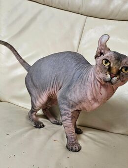 Deckkater Sphynx Elf - Würzburg