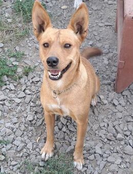 Süße Stella sucht ihre Menschen - Weilheim (Oberbayern)