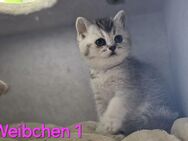 Reinrassige BKH-Kitten Silver Shaded Britisch Kurzhaar - Solingen (Klingenstadt)