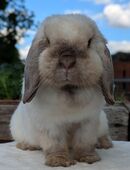 Minilop, Zwergwidder, Häsin, Siam in 09217