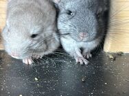 Chinchillas suchen ihr neues Zuhause - Ginsheim-Gustavsburg