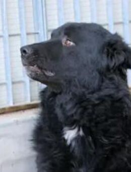 LIDO - unser toller großer schwarzer Bär - Regensburg