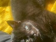 Bkh Babykatzen - Solingen (Klingenstadt)