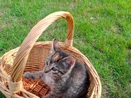Hauskätzchen, Kätzchen , Katzen Babys - Saterland