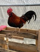 Junghähne abzugeben in 36142