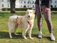 BLONDIE - auf PS in Berlin - Regensburg