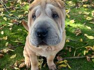 Sharpei Hündin - Krefeld