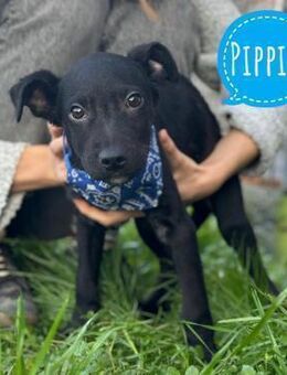 Pippin Lebensfreude pur - Flörsheim-Dalsheim