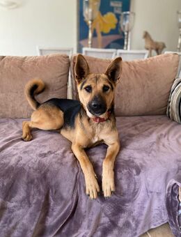 AVO wünscht sich ein Traumkörbchen - Sulzfeld (Baden-Württemberg)