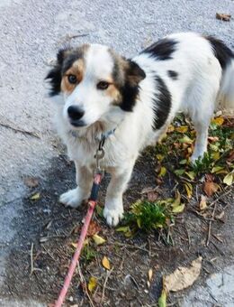 kleine Lisska, 33 cm sucht Zuhause - Augsburg