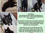 Katzen suchen ein Zuhause - Sigmaringen