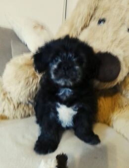 Bolonka Zwetna - Wesendorf