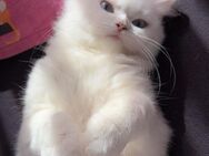 Persian cat - Wesel