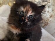 BLH Kitten Glückskatzen selten - Wittichenau