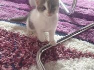 Babykatzen suchen neue Zuhause - Bad Bramstedt
