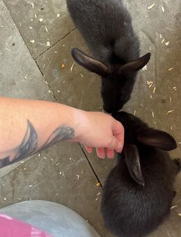 Hasen Böcke - Mülheim (Ruhr)