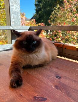 Birma Katze - Regensburg