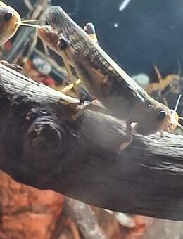 Heuschrecken - Hamburg