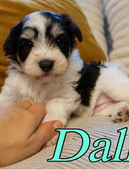 Zwergschnauzer Welpen - Sonneberg