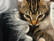 Kitten in liebevolles Zuhause abzugeben - Kreuzau