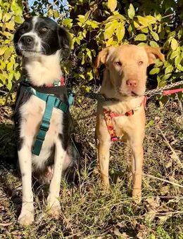 Ted und Millie sind unzertrennlich! Liebevolles, gemeinsames Zuhause gesucht... - Berlin