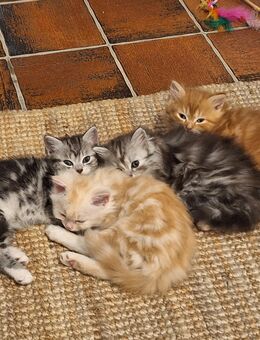 Perser Mix Kitten - Schopfheim