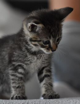 Katzenbabys abzugeben - Grefrath (Sport- und Freizeitgemeinde)