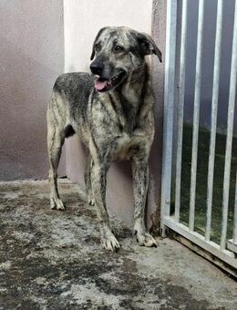 Wolle - braucht dringend ein Zuhause - Höchst (Odenwald)