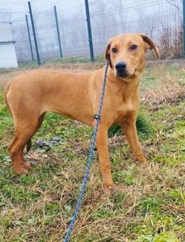 Labrador Mix Samira sucht ihre Familie! - Heinsberg