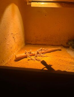Bartagame Babys - Elsdorf (Nordrhein-Westfalen)